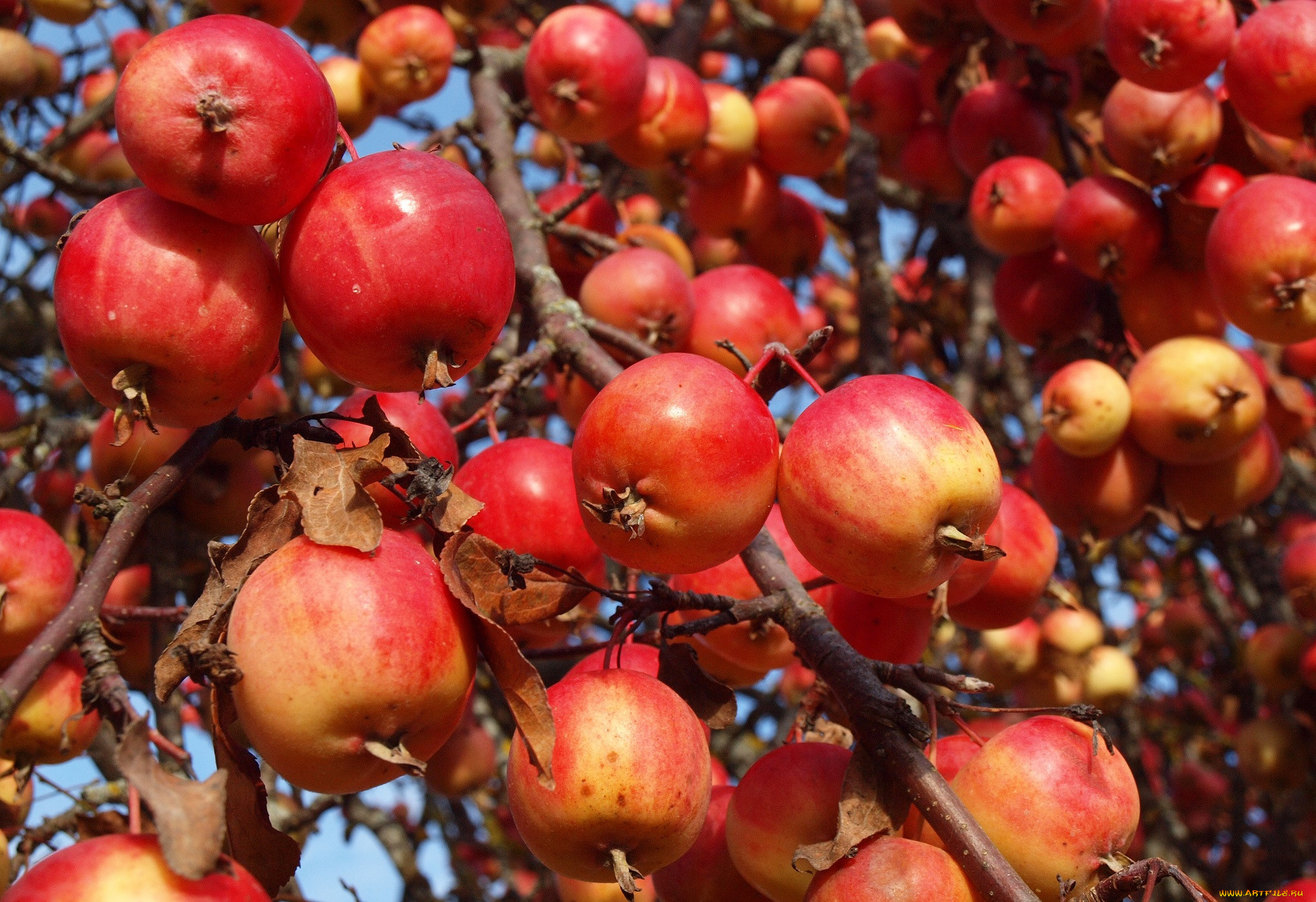 Осенняя яблоня с красными плодами
